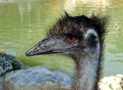 Dromaius novaehollandiae - Everglades Alligator Farm - Florida City, Florida - DSC09220