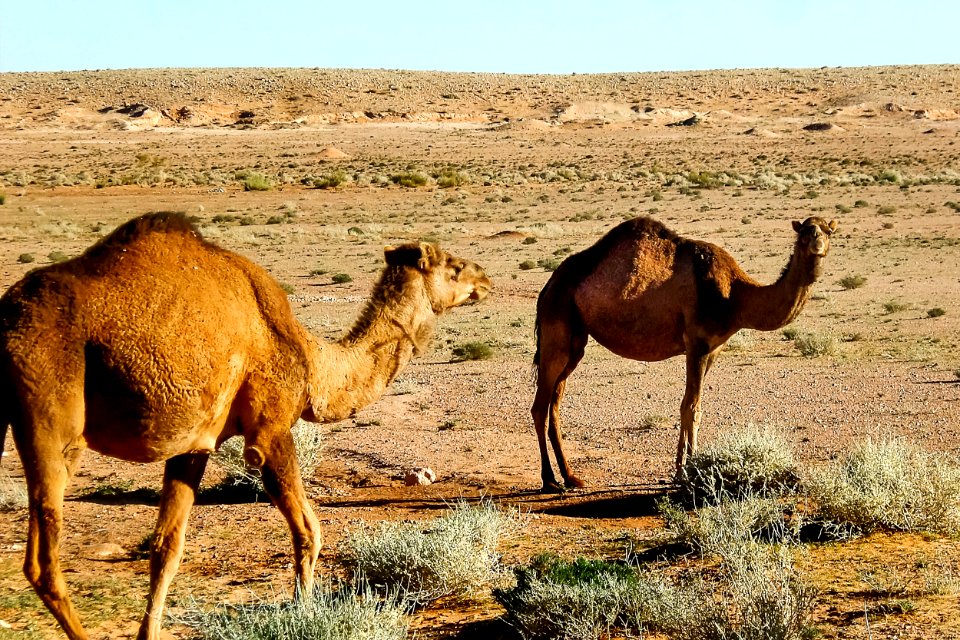 Dromadaire - El Bayadh ابل - البيض 05