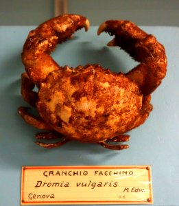 Dromia personata (Dromia vulgaris) - Museo Civico di Storia Naturale Giacomo Doria - Genoa, Italy - DSC03233