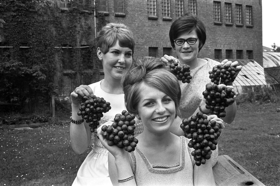 Druivenprinses 1966, Marijke Zwinkels (19 jaar) uit Honselersdijk, Bestanddeelnr 919-1957