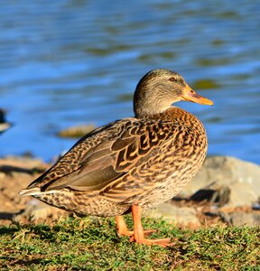 Bird wood wildlife photo