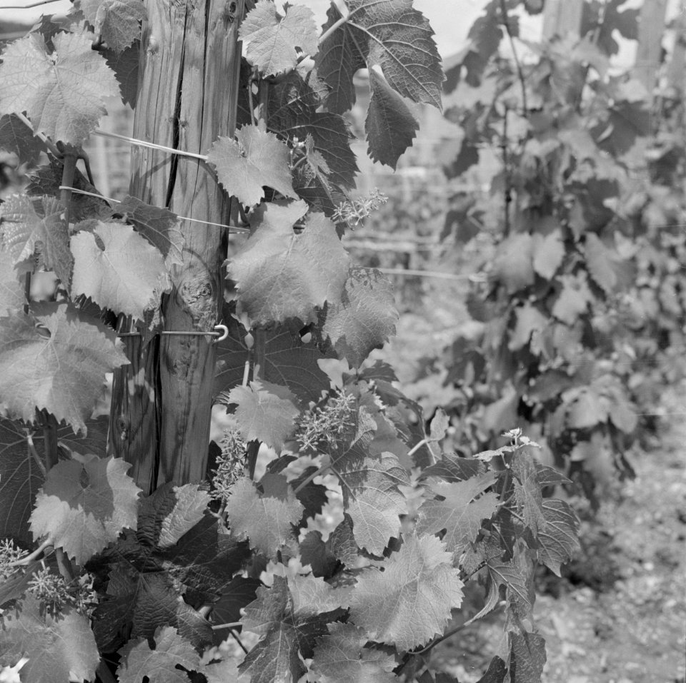 Druivenstokken met bloemknoppen van vermoedelijk Riesling druiven, Bestanddeelnr 254-4136