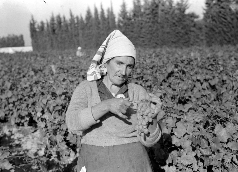 Druivenplukster met doek over het hoofd, Bestanddeelnr 191-0455
