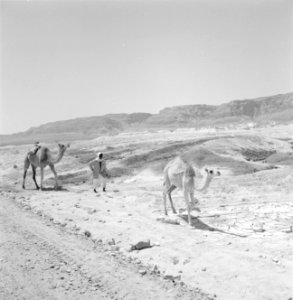 Dromedarissen in woestijnlandschap bij Dode Zee, Bestanddeelnr 255-2716 photo