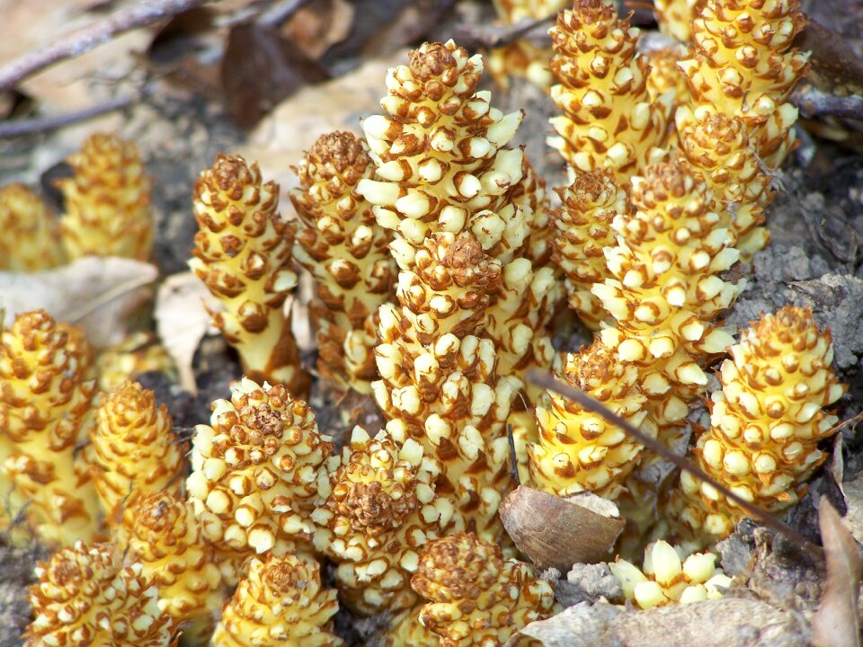 Squaw root fungus woods