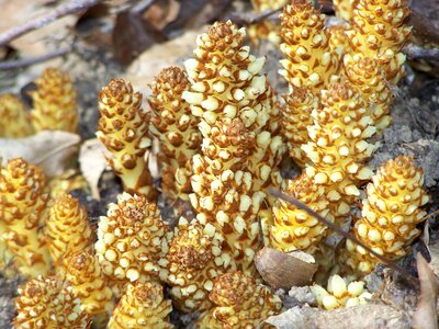Squaw root fungus woods