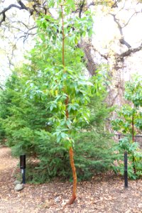 Drimys winteri - McConnell Arboretum & Botanical Gardens - DSC02988