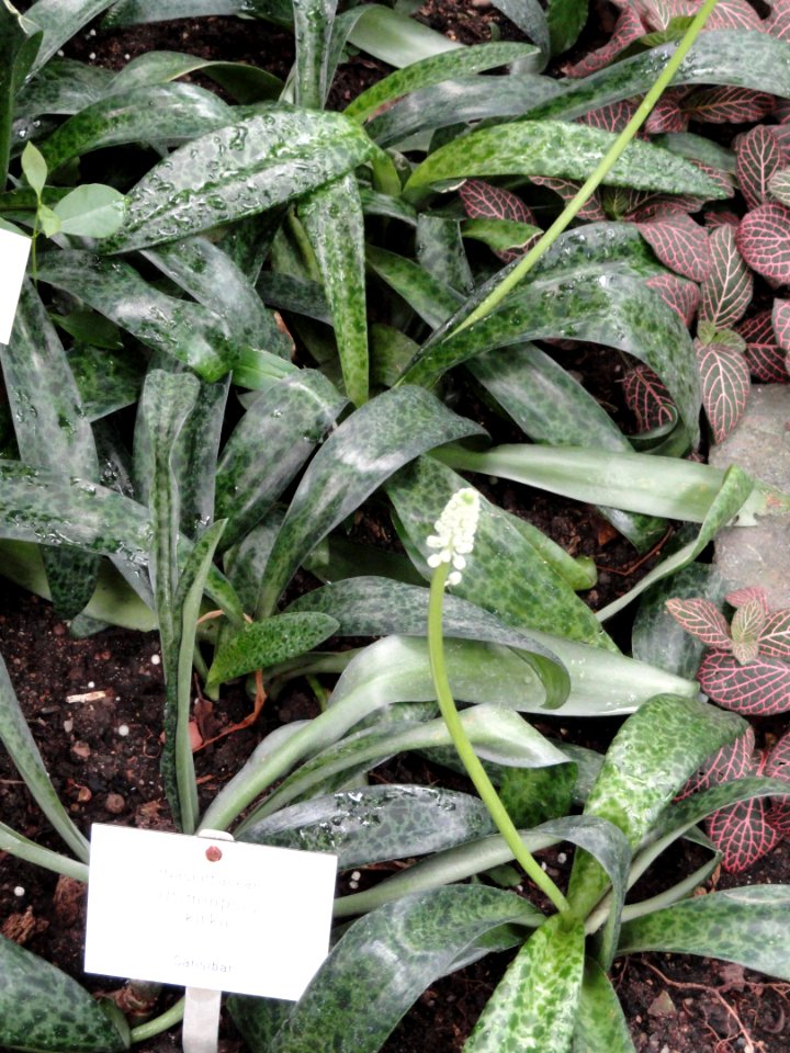 Drimiopsis kirkii - Botanischer Garten Freiburg - DSC06314