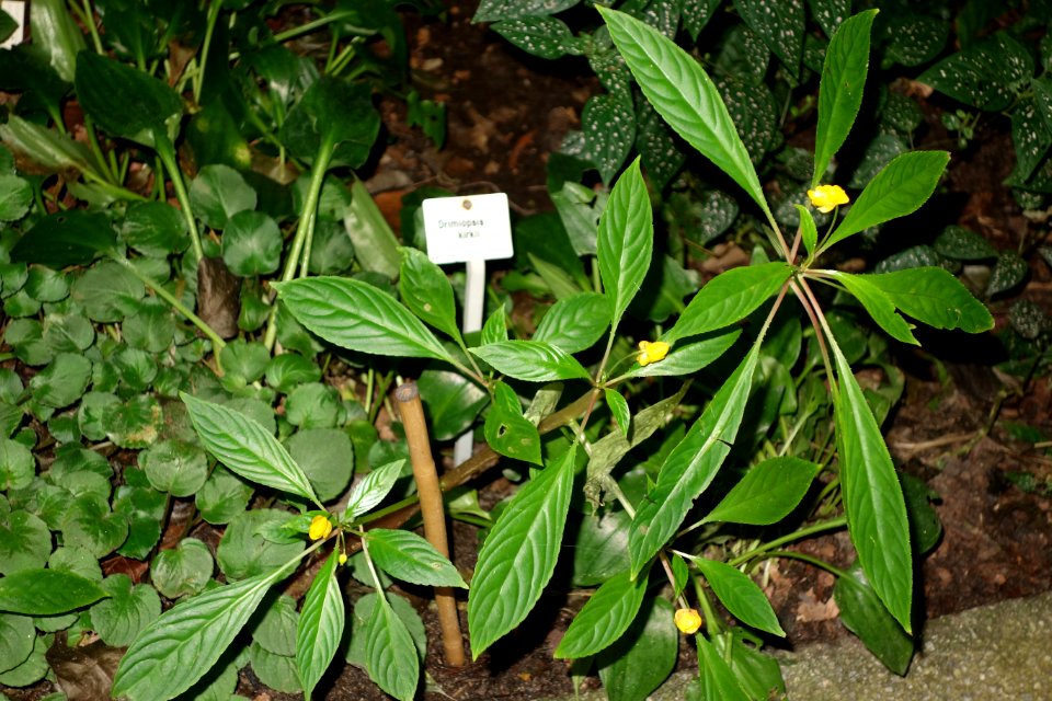 Drimiopsis botryoides (Drimiopsis kirkii) - Botanischer Garten, Dresden, Germany - DSC08530