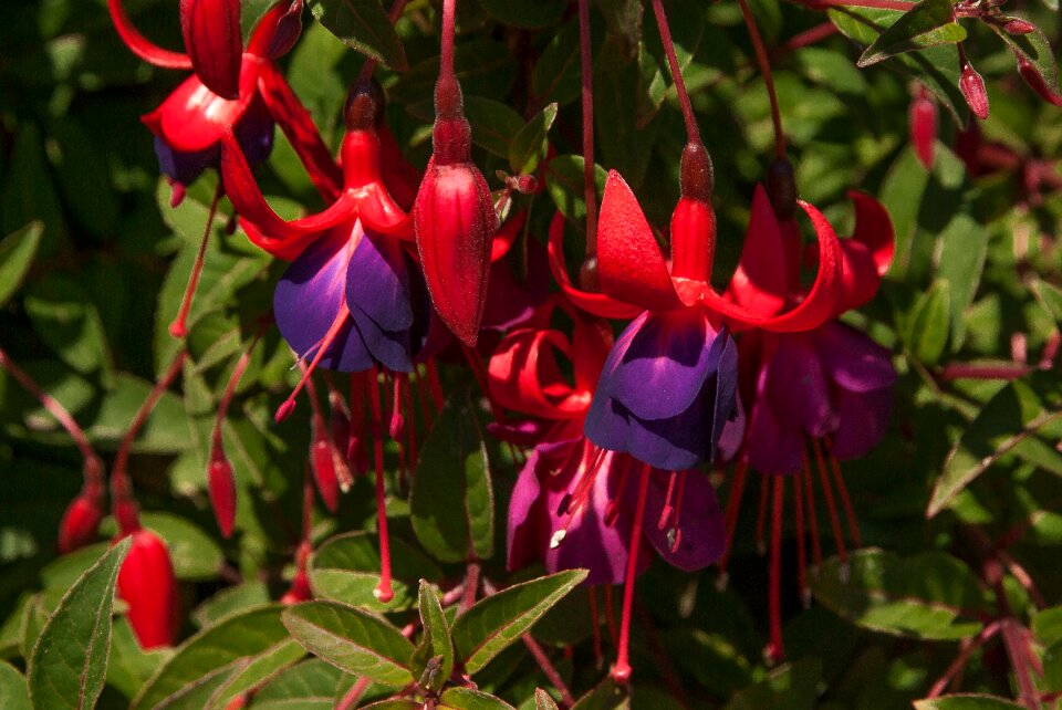 Bells flowers garden