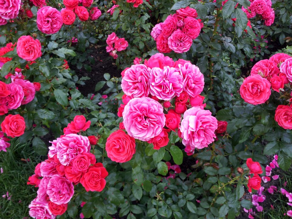 Flowers rose pink rose
