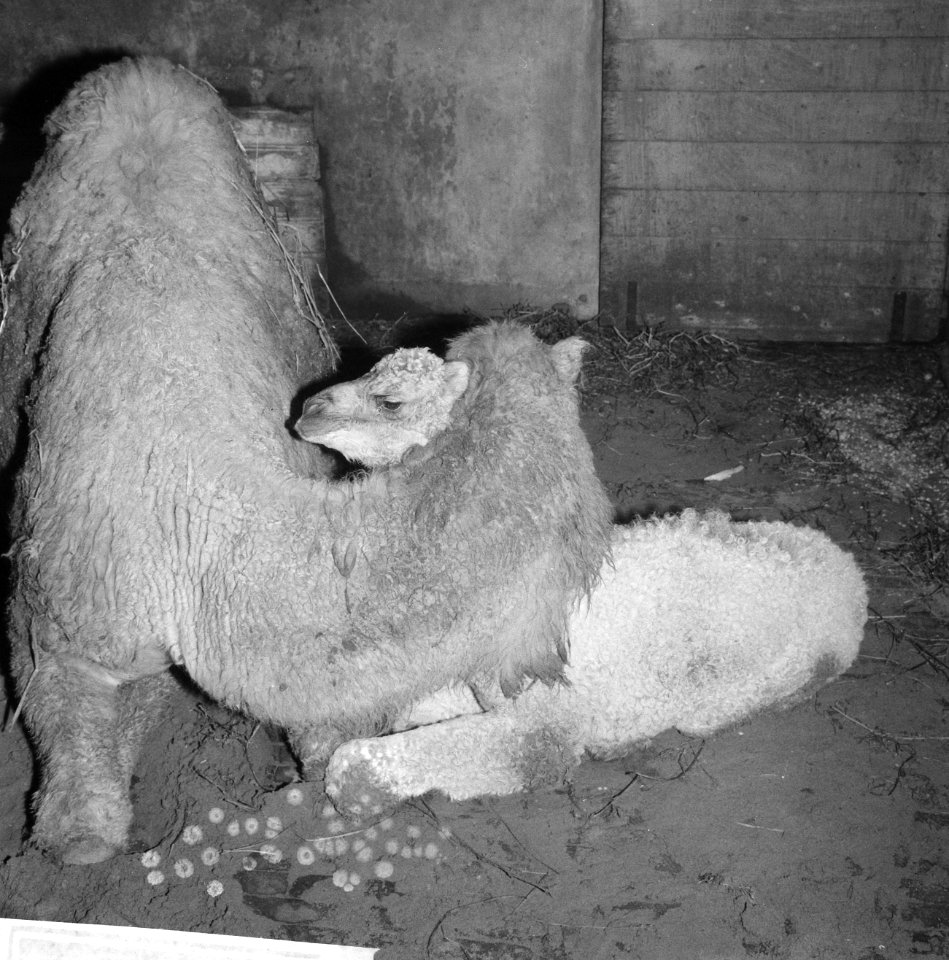 Dromedaris in Artis kreeg vierde jong, Bestanddeelnr 918-7604