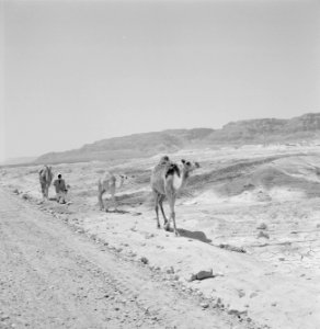 Dromedarissen in woestijnlandschap bij de Dode Zee, Bestanddeelnr 255-2715