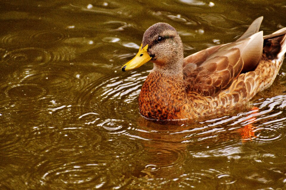 Plumage water feather