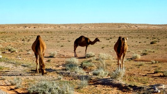 Dromadaire - El Bayadh ابل - البيض 03 photo