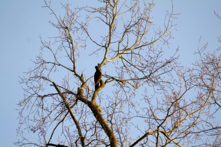 Dryocopus martius in Spandauer Forst 2020-04-14 03