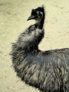 Dromaius novaehollandiae - Copenhagen Zoo - DSC08993