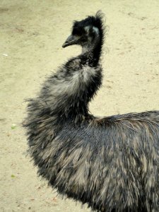 Dromaius novaehollandiae - Copenhagen Zoo - DSC08993 photo