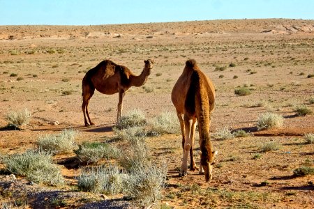 Dromadaire - El Bayadh ابل - البيض 04 photo