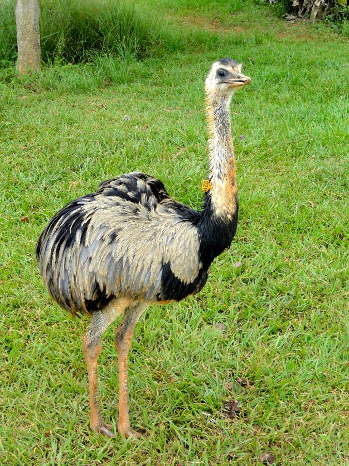Dromaius novaehollandiae - Jardim Zoológico de Brasília - DSC09829