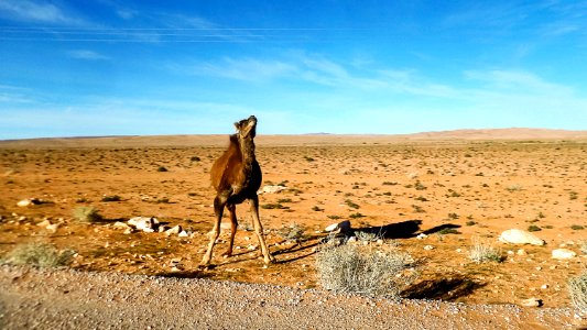 Dromadaire - El Bayadh ابل - البيض 01 photo