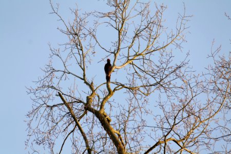Dryocopus martius in Spandauer Forst 2020-04-14 07