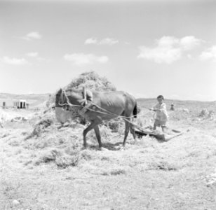 Druzisch kind met een dorsslede, Bestanddeelnr 255-0081