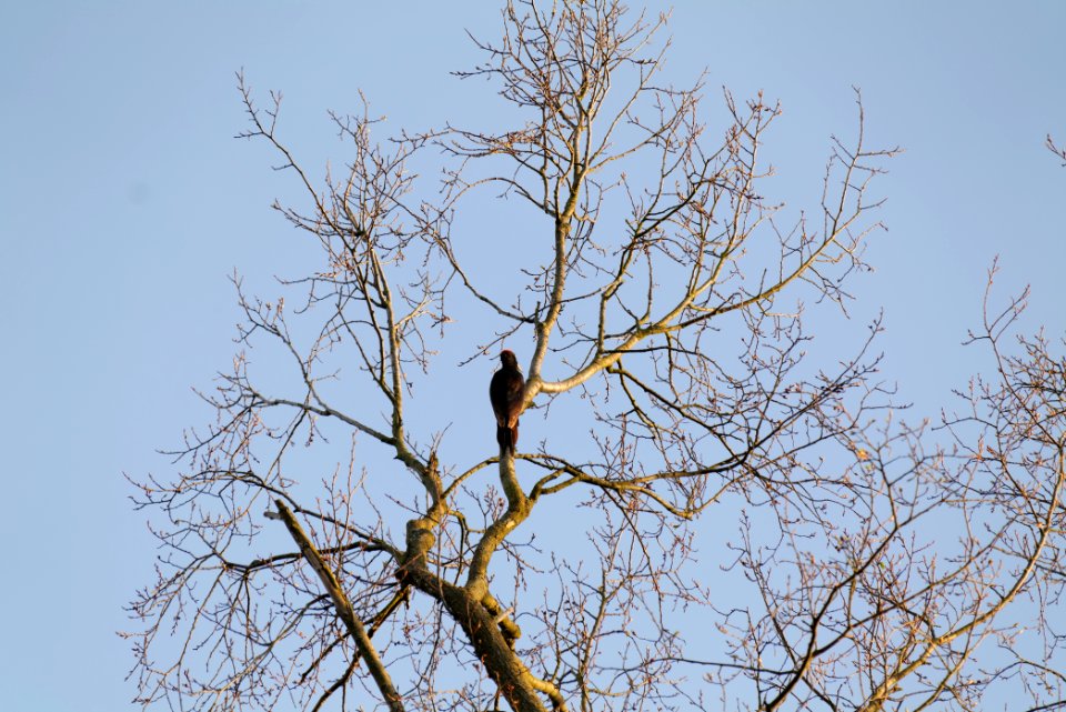 Dryocopus martius in Spandauer Forst 2020-04-14 06
