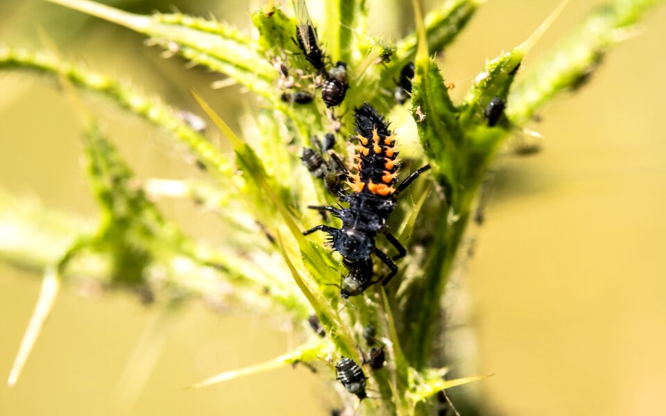 Beetle nature animal
