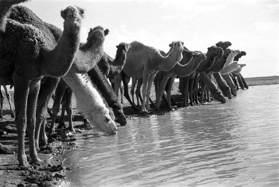 Drinkplaatsen, water, dieren, kamelen, Bestanddeelnr 251-3353