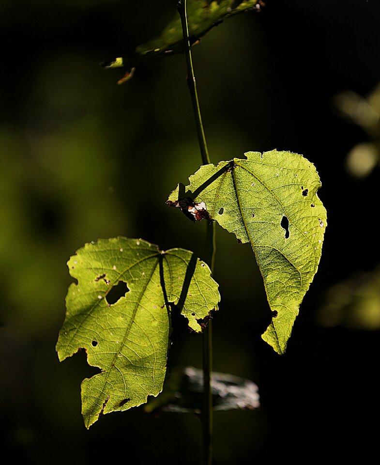 Nature closeup sheet