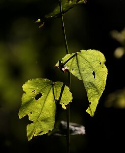 Nature closeup sheet photo