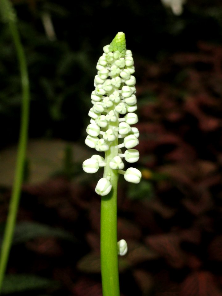 Drimiopsis kirkii - Botanischer Garten Freiburg - DSC06317