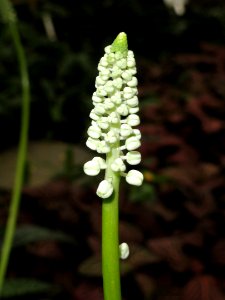 Drimiopsis kirkii - Botanischer Garten Freiburg - DSC06317