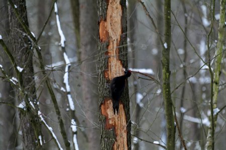 Dryocopus martius in the Teufelsbruch 2021-02-10 21