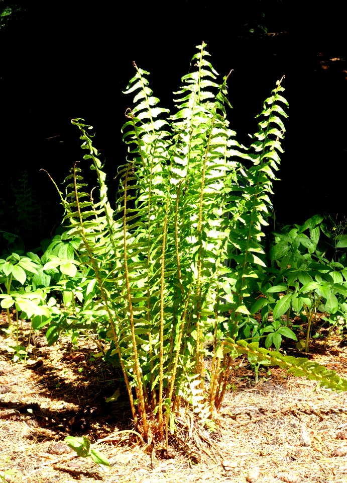 Dryopteris tokyoensis - VanDusen Botanical Garden - Vancouver, BC - DSC07012