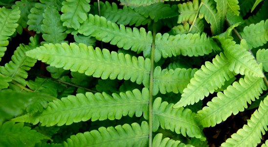 Dryopteris paratisica