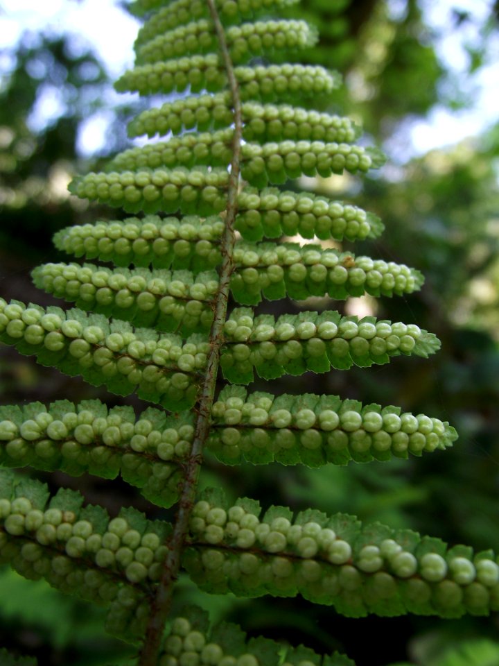 Dryopteris sublacera