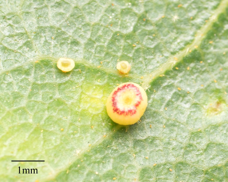Dryocosmus minusculus