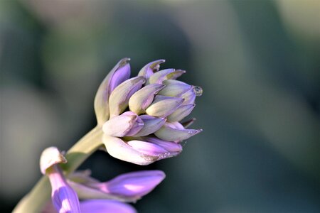 Nature purple blossom photo