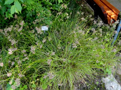 Dryopteris carthusiana - Botanical Garden, University of Frankfurt - DSC02666