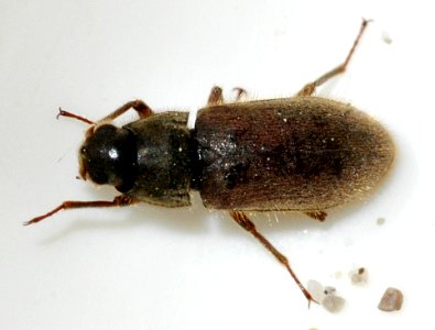 Dryops-species-undetermined-06-fws