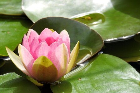 Aquatic plant pond blossom