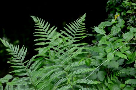 Dryopteris filix-mas leaves