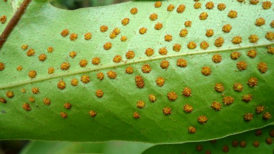 Drynaria quercifolia (Oakleaf fern) sporangia