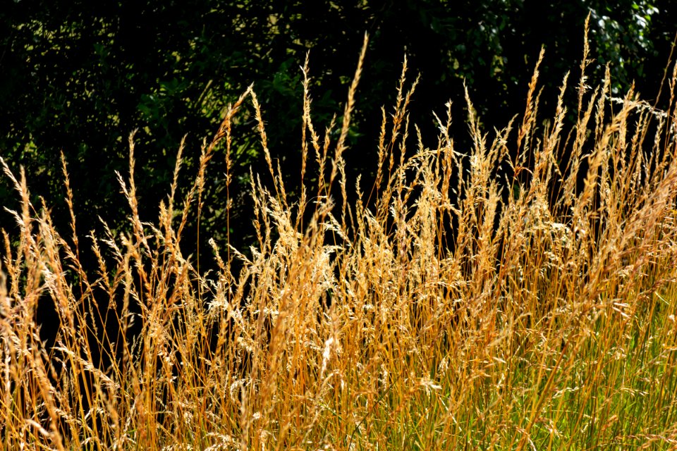 Dry grass in Lahälla