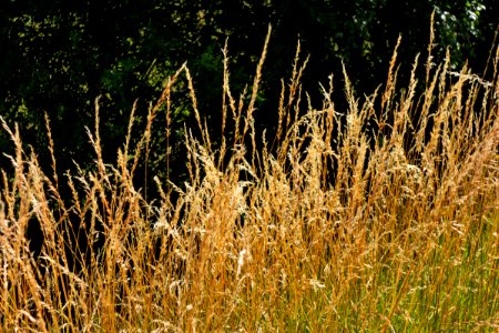 Dry grass in Lahälla