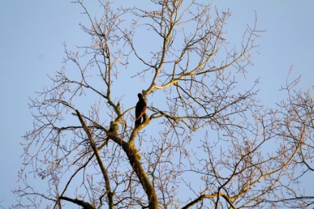 Dryocopus martius in Spandauer Forst 2020-04-14 01