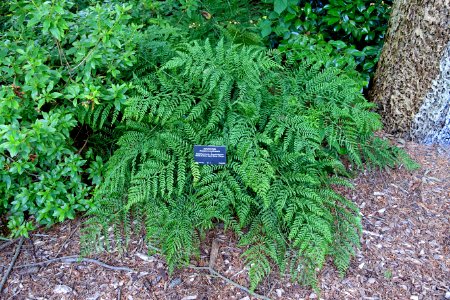Dryopteris erythrosora - VanDusen Botanical Garden - Vancouver, BC - DSC06828