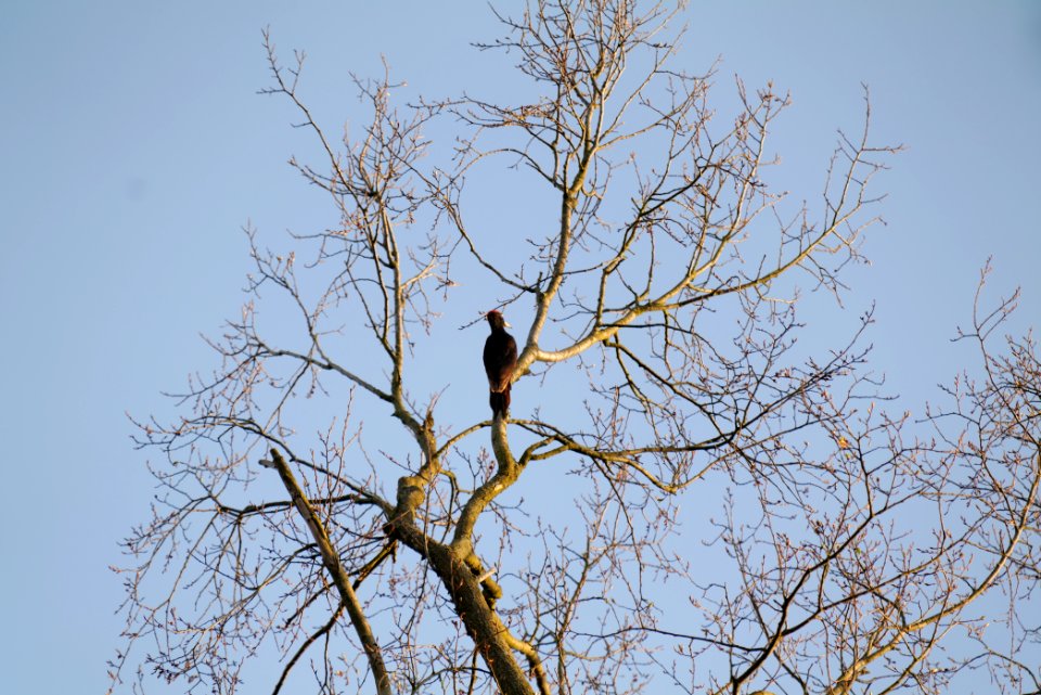 Dryocopus martius in Spandauer Forst 2020-04-14 05